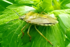 Carpocoris purpureipennis