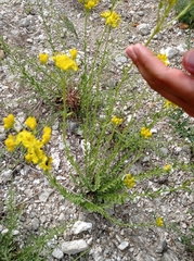 Haplophyllum linifolium