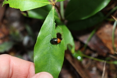 Lamprolina simillima