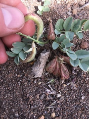 Astragalus iodanthus