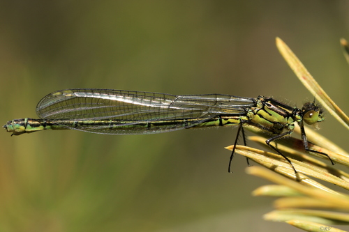 Red-eyed Damselfly, photo 5 of 8