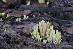 Ramaria lorithamnus
