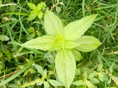 Prostanthera lasianthos