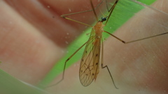 Limonia phragmitidis