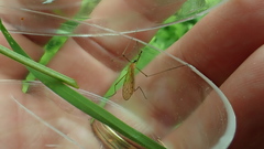 Limonia phragmitidis