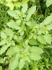 Physalis