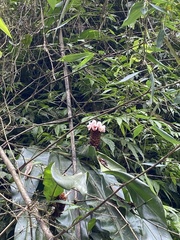 Alpinia sessiliflora