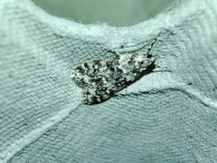 Eudonia lineola