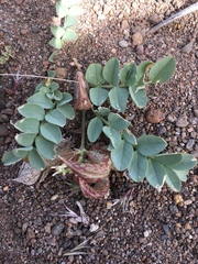 Astragalus iodanthus