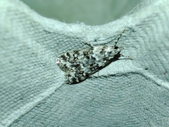 Eudonia lineola