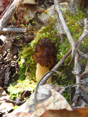 Morchella angusticeps