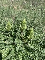 Acanthus hirsutus