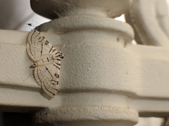 Conchylodes concinnalis