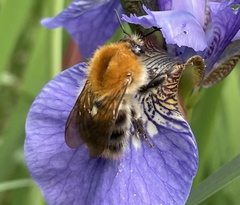 Bombus pascuorum