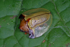 Paraselenis brunnidorsis