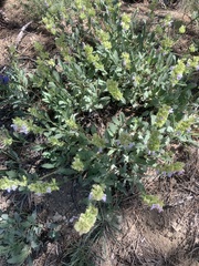 Salvia absconditiflora