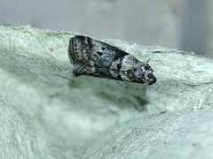 Acrobasis sodalella