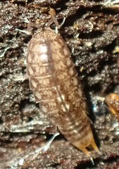 Styloniscidae