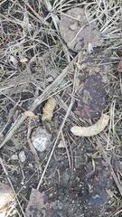 Tetrao urogallus