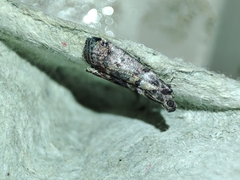 Acrobasis sodalella