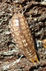 Styloniscidae