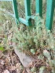 Petrosedum orientale