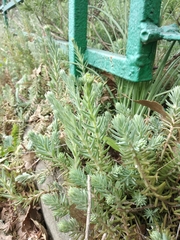 Petrosedum orientale