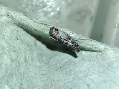 Acrobasis sodalella