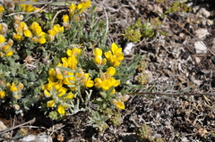 Genista albida
