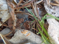 Camponotus vagus