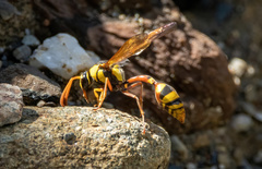 Delta campaniforme campaniforme