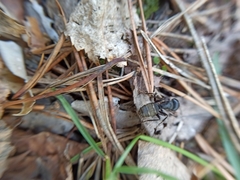 Camponotus vagus