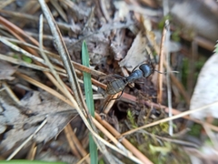Camponotus vagus