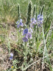 Veronica pectinata