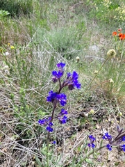 Anchusa leptophylla