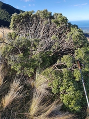Brachyglottis monroi