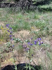 Anchusa leptophylla