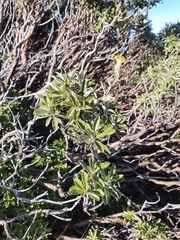 Brachyglottis monroi