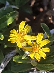 Brachyglottis monroi