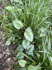 Lamium galeobdolon argentatum