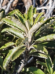 Brachyglottis monroi