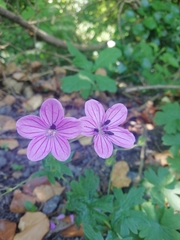 Geranium asphodeloides