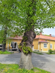 Tilia × europaea