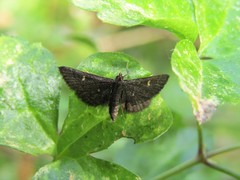 Dolicharthria stigmosalis