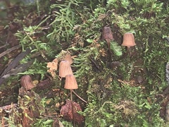 Mycena mamaku