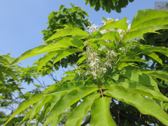 Fraxinus sieboldiana