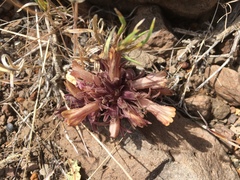 Aphyllon corymbosum