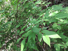 Deutzia glabrata