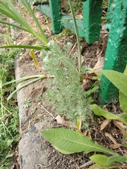 Artemisia alpina