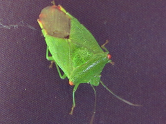 Acanthosoma labiduroides